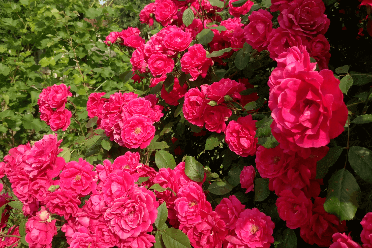 Обрезка плетистых роз (Pruning of climbing roses)