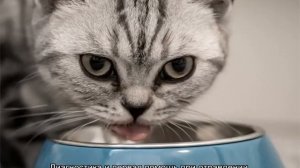 Кровь в кале у кошки: причины и лечение