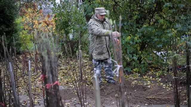 Особенности прикопа и хранения саженцев
