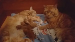 Мейн кун. Кот Джокер.  Очень милое видео. Джокер знакомиться со своими детками. Очень люблю видео .