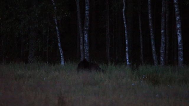 Медведь ночью кушает овес. Докшицкий район смотреть онлайн