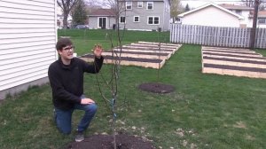 How to Grow Pear trees - Complete Growing Guide