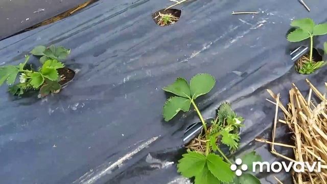 Грядки для клубники и сроки посадки .