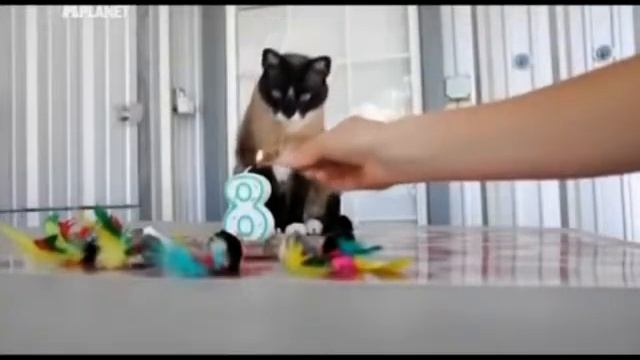 Сноу-Шу смотреть онлайн