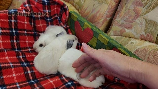 Морские свинки ждут новых хозяев перед Рождеством))