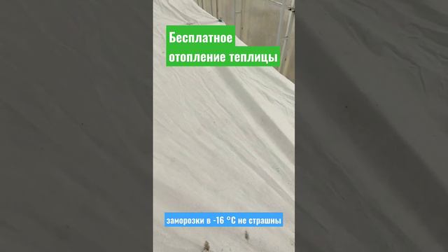 Бесплатное отопление теплицы. Заморозки в -16 градусов не страшны #теплица #огурцы #помидоры