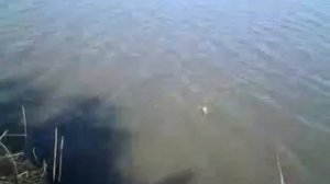 Суйфун, Красноперка, Ноябрь 2010