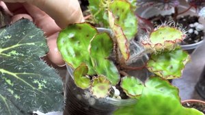 Бегонии. Пересчитываю сорта. Часть 11.