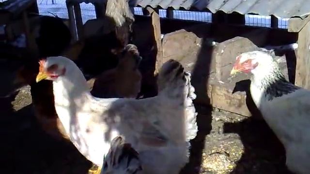 Юрловские куры Бухтиярова Г.А.(5) смотреть онлайн