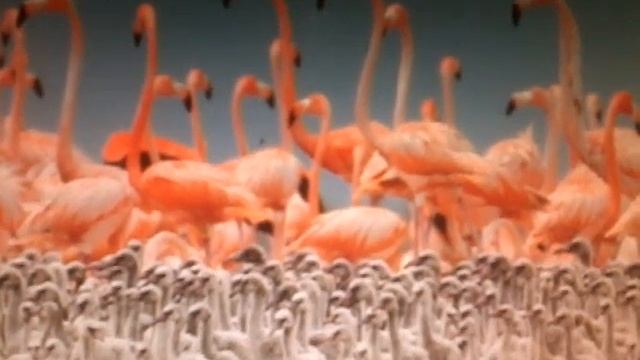 Факты про фламинго смотреть онлайн