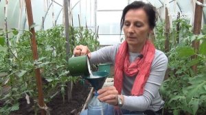 Мучнистая роса огурцов и не только. Как бороться, чем обработать