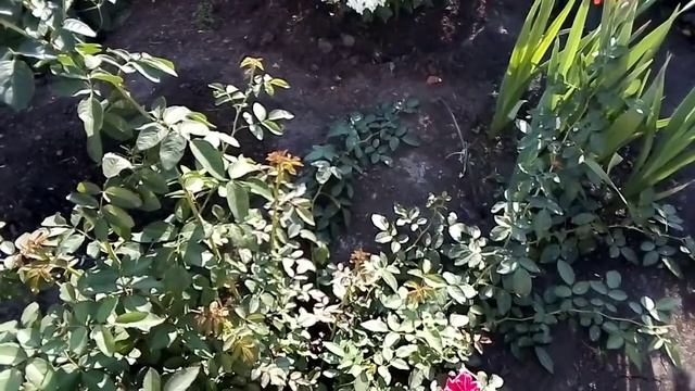 Черенок розочки фламентанц, роза Барон Эдмон де Ротшильд. смотреть онлайн