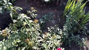 Черенок розочки фламентанц, роза Барон Эдмон де Ротшильд.