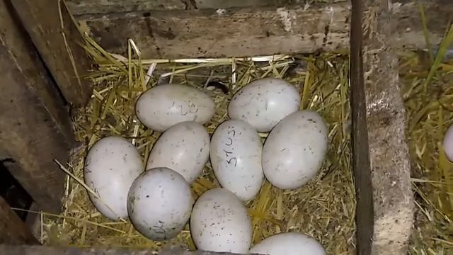 Куры в этом году подвели