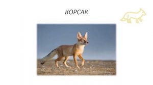 Презентация пустыни и полупустыни