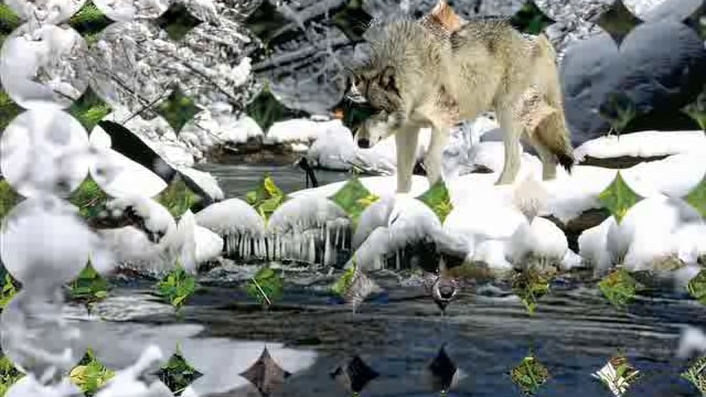 Группа белый орёл слушать одинокая волчица. Одинокая волчица караоке. Одинокая волчица белый орел. Созвездие белой волчицы. Волчица белый орел.