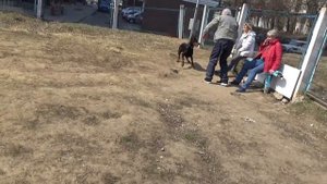 Щенок добермана доберман 2 месяца