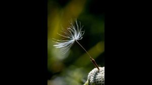 Макрофотография,примеры с объектива Canon EF 100 mm f 2.8 macro usm.