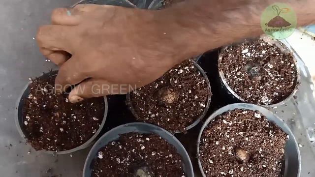 Planting Gloxinia Tubers, very easy. ഗ്ലോസീനിയ ചെടി യുടെ കിഴങ്ങില് നിന്നും വളര്ത്താം смотреть онлайн