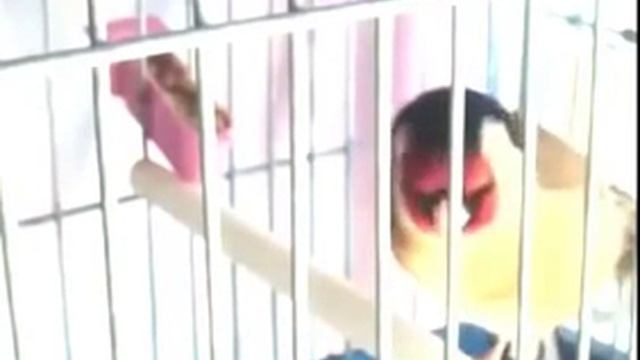 Сладкий голос щегол чемпион в пении смотреть онлайн