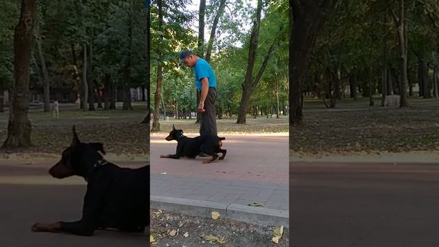 Как научить собаку команде "Ползи"? Доберман пополз. Видео 3, окончание. смотреть онлайн