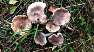 Грибы Мышата, Рядовки Серые.