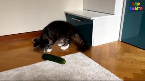 КОТ И ОГУРЕЦ/ Коты боятся огурцов эксперимент