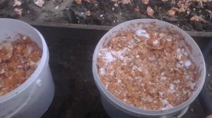 Борьба с Медведкой Яичная Скорлупа
