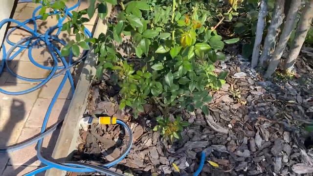 Геленджикская засуха, что осталось от гортензий! Лагерстремия и Роза Шакенборг. смотреть онлайн