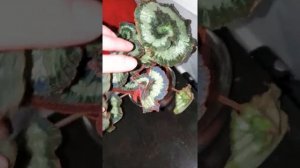 begonia escargot