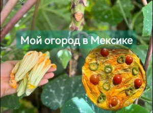 Мексиканский огород/ Яичница из цветов тыквы/ Растения на улице