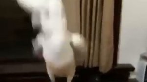 Попугай танцует под Gangnam Style