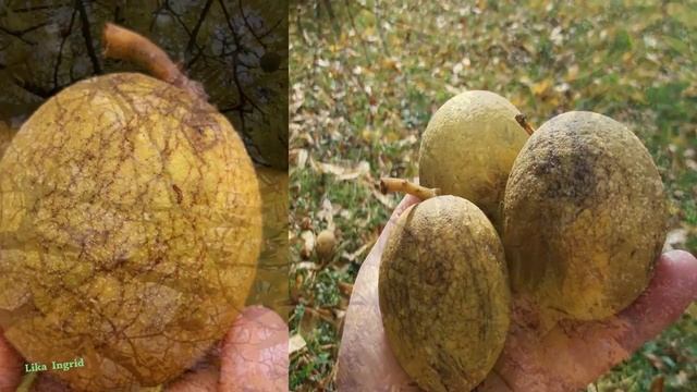 Черный орех смотреть онлайн