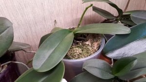 НЕ опасные ВРЕДИТЕЛИ на Орхидеях (ногохвостки, почвенные клещи, грибные комарики и сциариды)