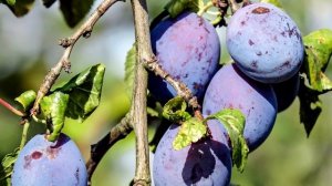 ВСЕ ПЛОДОВЫЕ ДЕРЕВЬЯ ПОДКОРМИТЕ ЭТИМ ОДИН РАЗ И НА ДОЛГИЕ ГОДЫ,УРОЖАЯ БУДЕТ МНОГО ВСЕГДА!