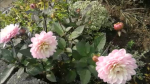 Пришла осень…