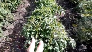 ПОДВЯЗКА НИЗКОРОСЛЫХ ТОМАТОВ.