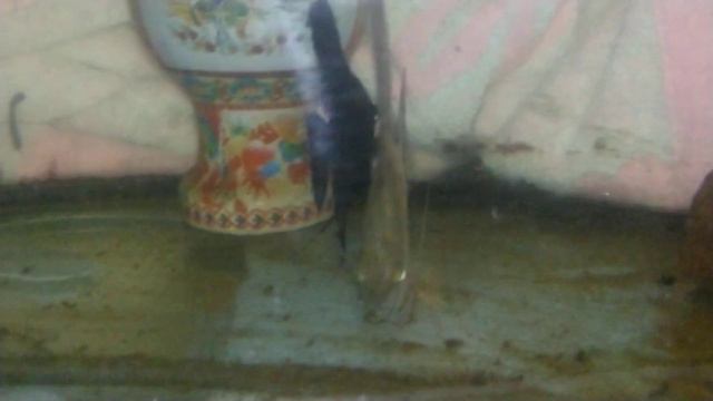 Сколько нужно аквариумов для чистой линии Гуппи. 🐠🐠🐠 смотреть онлайн