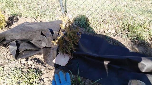 Живая изгородь брабант, обсипка корою під агроволокно смотреть онлайн