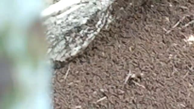 Конец света 2012. Муравьи взбесились. смотреть онлайн