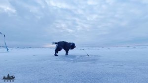Зимний судак. Попал на клев судаков и как произошло чудо.