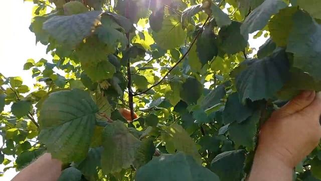 Фундук та ліщина тоннами!? смотреть онлайн