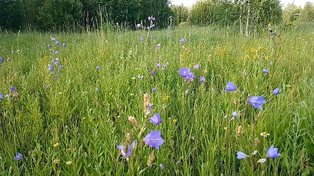 Колокольчик круглолистный. Июль 2023