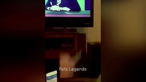 1 Hour of Funniest Animals 2023 😍 New Funny Cats and Dogs Videos 😹🐶 Part 10