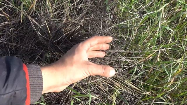 ШАМПИНЬОНЫ МОЖЕТ ВЫРАСТИТЬ КАЖДЫЙ! (ПОДРОБНАЯ ИНСТРУКЦИЯ) ЧАСТЬ 2 ПОКРЫВАЕМ МИЦЕЛИЙ ГРИБА ГРУНТОМ смотреть онлайн