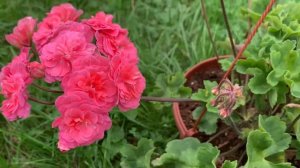 Марокканская принцесса пеларгония