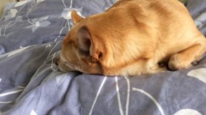 Чихуахуа рычит и кусается !