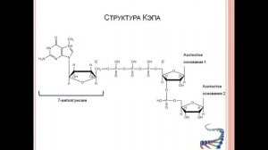 Процессинг (созревание РНК), часть 1: Кэпирование и Полиаденилирование.