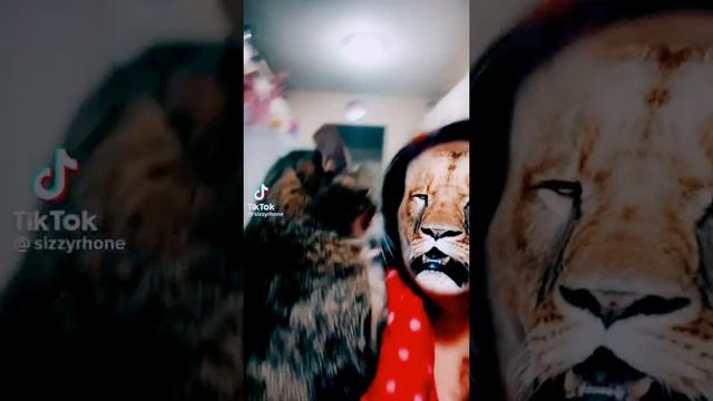 Cat's  reaction  to lion mask filter😱😱😱