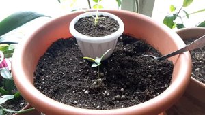 Как сохранить грунт для комнатных цветов живым в городской квартире? Анонс видео о покупке жилья.